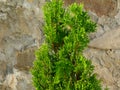 Textured gray stone wall background with evergreen shrub in front Royalty Free Stock Photo