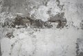 textured gray stucco background with scratches, scuffs and stains. abstract plaster backdrop for copy space Royalty Free Stock Photo