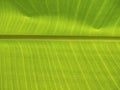 Textured green banana leaf abstract background. copy space design