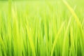 Textured green grass background Royalty Free Stock Photo