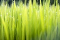 Textured green grass background Royalty Free Stock Photo
