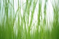 Textured green grass background Royalty Free Stock Photo