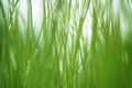 Textured green grass background Royalty Free Stock Photo