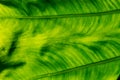 Textured green leaf background with light behind, leaf texture, dark fresh green, bon leaf texture, macro photography. Royalty Free Stock Photo