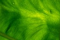 Textured green leaf background with light behind, leaf texture, dark fresh green, bon leaf texture, macro photography. Royalty Free Stock Photo