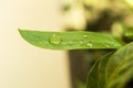 Textured green leaf with transparent drops of water closeup Royalty Free Stock Photo