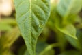 Textured green leaf with transparent drops of water closeup Royalty Free Stock Photo