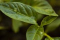 Textured green leaf with transparent drops of water closeup Royalty Free Stock Photo