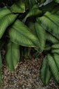 Textured green leafs with earth tone color pebble rock background Royalty Free Stock Photo