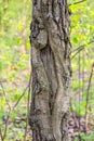 Textured hollow on a tree trunk