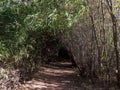 Textured landscape of mountain walkways and bamboo trees at Naka Cave in Thailand