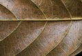 Textured leaf closeup. Autumn leaf texture macro photo. Yellow leaf vein pattern.