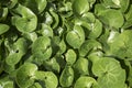 Fresh green leaves of Asarum europaeum Royalty Free Stock Photo