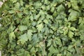 Cissus rhombifolia  close up Royalty Free Stock Photo