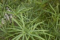 Cyperus alternifolius fresh foliage Royalty Free Stock Photo