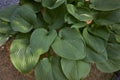 Foliage close up of Hosta sieboldiana