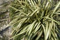 Phormium tenax variegatum close up