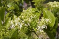 Cornus alternifolia tree in bloom Royalty Free Stock Photo