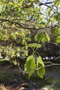 Cornus alternifolia tree in bloom Royalty Free Stock Photo