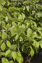 Cornus alternifolia tree in bloom Royalty Free Stock Photo
