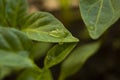 Textured green leaf with transparent drops of water closeup Royalty Free Stock Photo