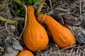 Textured long orange gourds nestled on a straw bed