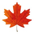 Textured maple leaf