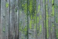Textured old painted green color wooden board background Royalty Free Stock Photo