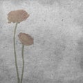 The Textured old paper background with pale orange ranunculus, persian buttercup Royalty Free Stock Photo