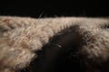 Textured organic twisted ropes lie on black table in studio