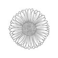 Textured outline daisy flower. Nature vector illustration