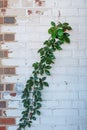 Textured and painted bick wall with growing vine with negative space for copy