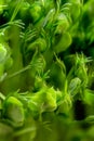Textured pattern of organic green pea seedlings Royalty Free Stock Photo