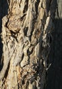 Textured Peeling Bark of Pepper Schinus Molle Tree