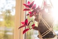 Textured pot with a house plant hanging in pots opposite transparent glass with sunlight