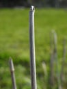 Textured reed stem up close