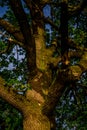 Textured relief rough bark. Tree trunk with branches. Green leaves, summer foliage. Sunset light, blue sky,