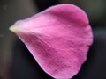 Textured Rose petal close-up