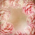 Textured Roses Background ( 1 of set) Royalty Free Stock Photo