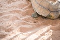 Foot of giant tortise in the park Royalty Free Stock Photo