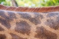 Textured skin of giraffe