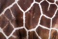 Textured skin of giraffe