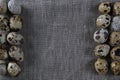 Textured spring background with small quail eggs. Royalty Free Stock Photo