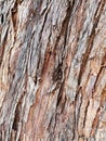 Textured Stringy Bark Eucalyptus Tree Royalty Free Stock Photo