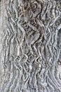 Textured surface of perennial oak bark in the forest