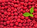 Textured Surface of Red Raspberries with a Green Leaf Sprig Keywords: raspberry, raspberries, red, fruit, fresh Royalty Free Stock Photo