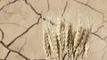 Textured surface of soil erosion, few wheat stalks, concept of drought