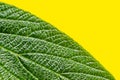 Textured surface of viburnum rhytidophyllum green leaf with a lot of veins on a yellow background. Srub or bush for gargen Royalty Free Stock Photo