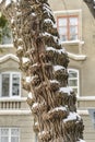 Textured three trunk covered with snow following the shape .