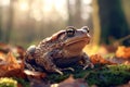 Common Toad on Mossy Forest Floor in Golden Light Royalty Free Stock Photo